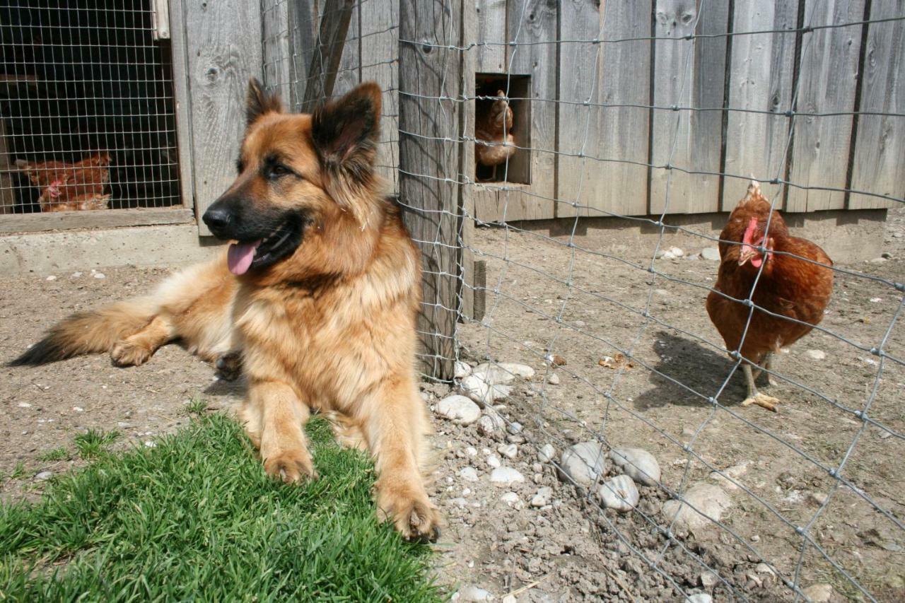 Berghof Heger Daire Peißenberg Dış mekan fotoğraf